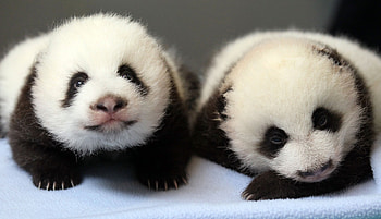 .wiki-Cute-Panda--Tumblr-PIC-WPE0010693 HD wallpaper