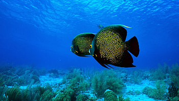 Angelfish, French Angelfish, , Baltana HD wallpaper