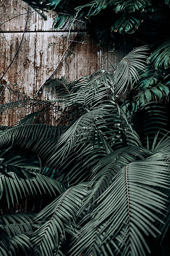 Plants, Flowers, Leaves, Wall, Greenhouse HD phone wallpaper