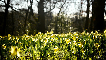 Plants, Flowers HD wallpaper