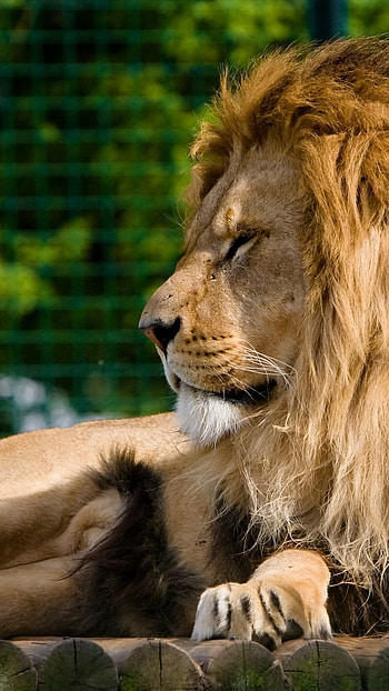 Lion , Lion, Jungle HD phone wallpaper