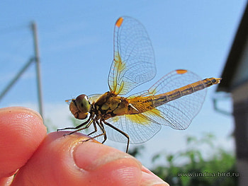 fly in a hand, mustard, finger, fly, rare HD wallpaper