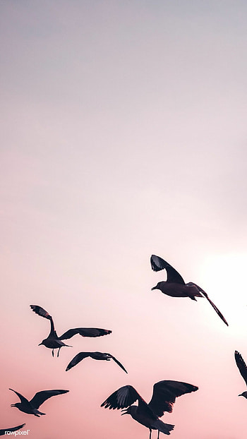 Seagull, Birds HD phone wallpaper