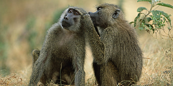 Couple, Baboon HD wallpaper