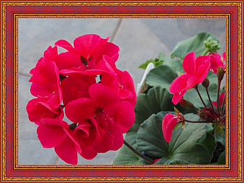GERANIUM FLOWERS, PRETTY, NATURE, FLOWERS HD wallpaper