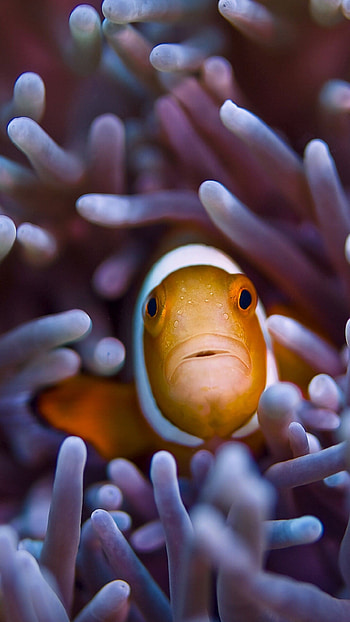 Clownfish HD phone wallpaper