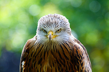 Animals, Bird, Predator, Hawk HD wallpaper