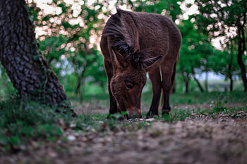 Animals, Food, Grass, Horse, Pony HD wallpaper
