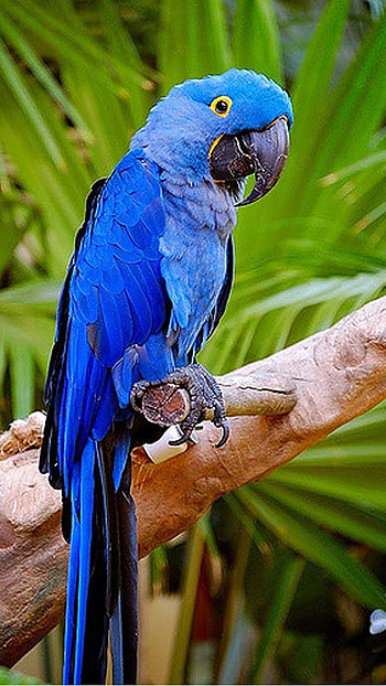 Parrot, Cute Blue Parrot HD phone wallpaper