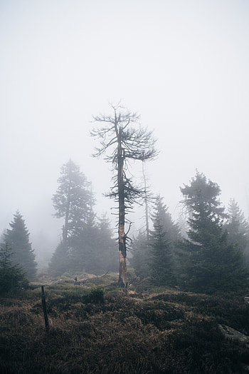 Nature, Wood, Tree, Fog, Dry HD phone wallpaper