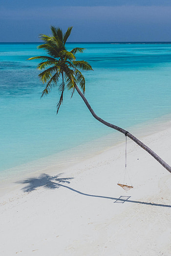 Nature, Beach, Palm, Relaxation, Rest HD phone wallpaper