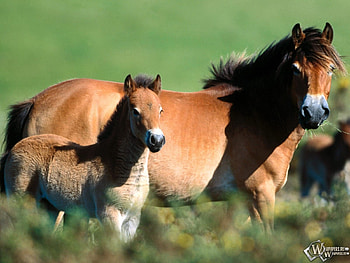 Horses, animal, horse, baby, run, grass HD wallpaper