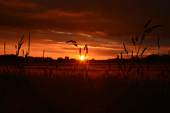 Orange Wheat Field Sunset , field, nature, sunset HD wallpaper