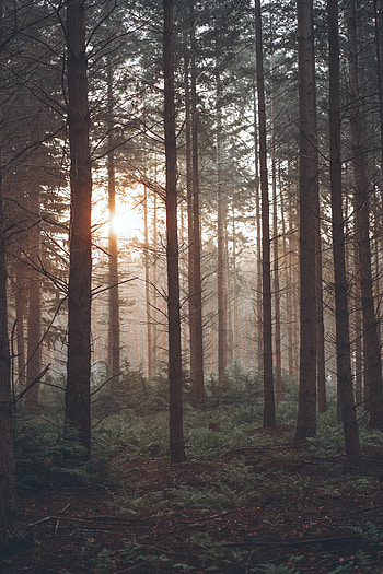 Forest, Nature, Trees, Sun, Pine, Fog HD phone wallpaper