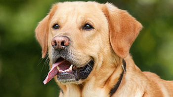 Labrador Retriever , High-quality , Soulful eyes, Loyal friend HD wallpaper