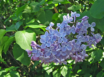 Flowers, Lilac, Close-Up, Bloom, Flowering, Branch, Greens, Spring HD wallpaper