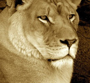 Lioness, animal, lion HD wallpaper