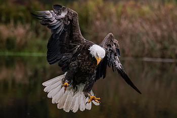 Majestic Bald Eagle in Glory, Animal, bald eagle HD wallpaper
