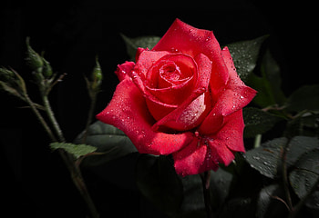 Flowers, Macro, Rose Flower, Rose, Black Background HD wallpaper
