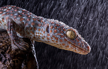 Tokay gecko amazement, Vibrant reptile, Eye-catching , Background gem HD wallpaper