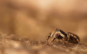 Brown spider , Spider insect, Surface glare, Animal close-up HD wallpaper