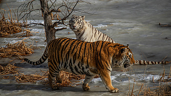 Tigers, animal, cat, nature, tiger HD wallpaper