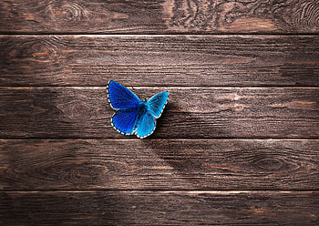 Butterfly , butterfly, animals HD wallpaper