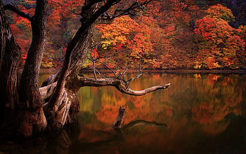 Autumn Lake, Lake, Korea, Autumn, Trees HD wallpaper