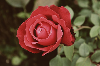 Plants, Flowers, Roses HD wallpaper