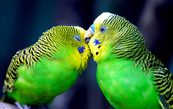 Animals, Birds, Parrots HD wallpaper