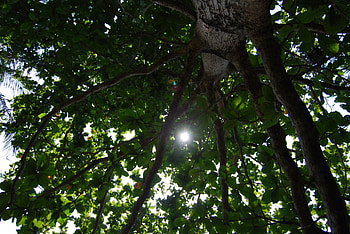 tree, island, tioman, malaysia, beach HD wallpaper
