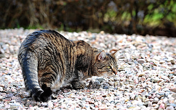 Animals, Stones, Cat, Spotted, Spotty, Fat, Hunting, Hunt, Fatty HD wallpaper