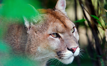*** Cougar ***, zwierzeta, puma, zarosla, dzikie HD wallpaper
