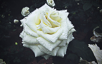 white rose, dew, macro, bokeh, white flowers, roses, buds, white roses, blurred backgrounds, beautiful flowers, backgrounds with roses, white buds HD wallpaper
