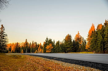 A peaceful autumn road surrounded by vibrant fall foliage and evergreen trees. HD wallpaper