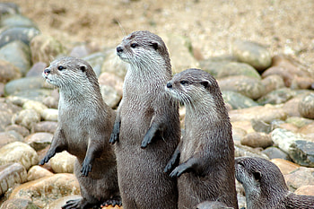 Stunning otter , Ethan Sellers, Water reflection, Wildlife HD wallpaper