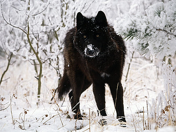 Animals, Wolfs, Winter, Snow HD wallpaper
