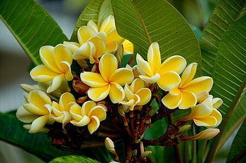 Frangipani, Yellow, Flowers, Plumeria, Branches HD wallpaper