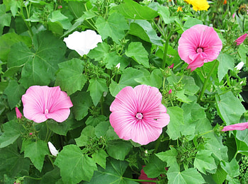 Flowers, Greens, Flower Bed, Flowerbed, Lavatera HD wallpaper
