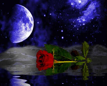 Moonlight Rose, night, full moon, reflection, stars, red rose, water HD wallpaper