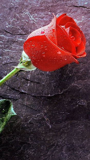 Rose Flower, Love, Valentines HD phone wallpaper