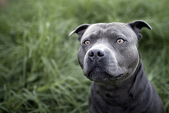 Animals, Dog, Muzzle, Color, Sight, Opinion HD wallpaper