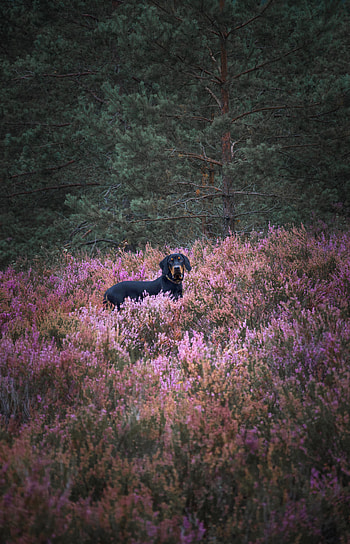 Animals, Flowers, Dog, Pet, Field HD phone wallpaper