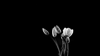 Tulip, Black & White, Flower, Flowers HD wallpaper