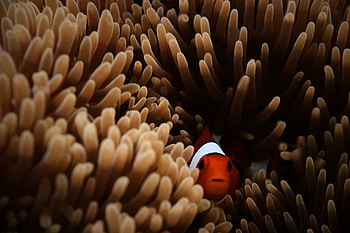 Clownfish Sea , clownfish, fish, animals HD wallpaper