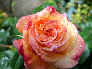 Drops, Flower, Macro, Rose Flower, Rose, Bud, Close-Up, Freshness HD wallpaper