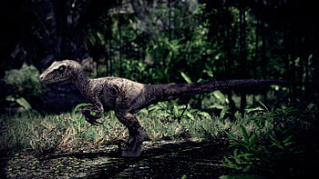 Velociraptor, Dinosaurs HD wallpaper