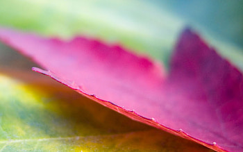 Leaf Maple, nature, leaf HD wallpaper