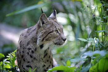Lynx, wild cat, curious HD wallpaper