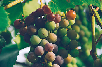 Food, Grapes, Branch, Harvest HD wallpaper
